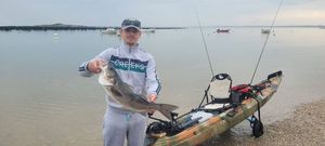 European Bass (Seabass)