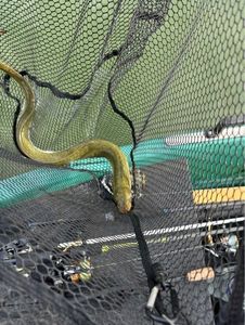 European Eel (Common Eel)