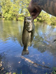 Largemouth Bass