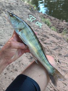 Zander