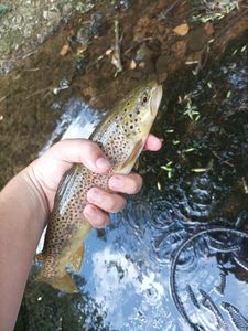 Brown Trout