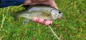 Smallmouth Bass