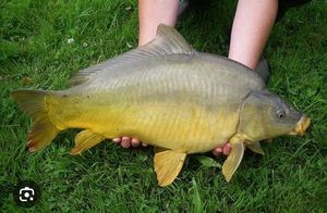 Mirror Carp
