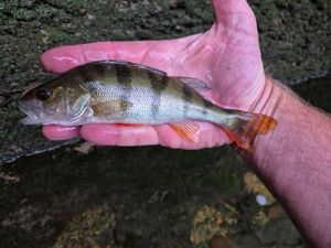 European Perch