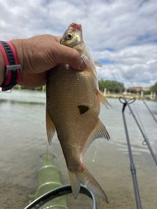 Common Bream