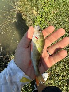 European Perch