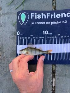 European Perch
