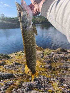 Northern Pike