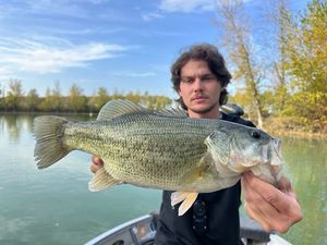 Largemouth Bass