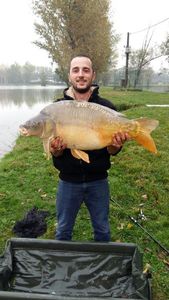 Mirror Carp