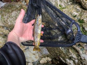 Brown Trout