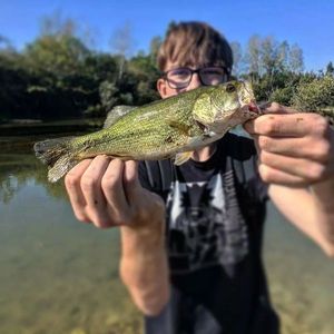 Largemouth Bass
