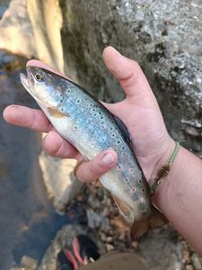 Brown Trout