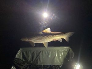 Grass Carp