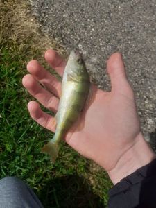 European Perch