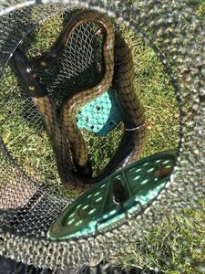 European Eel (Common Eel)