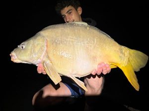 Mirror Carp