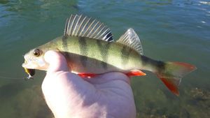 European Perch