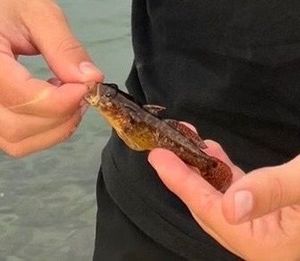 Round Goby