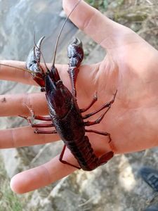 Spinycheek Crayfish
