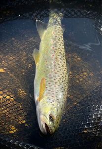 Brown Trout