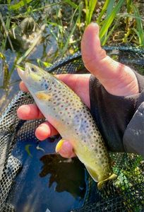 Brown Trout