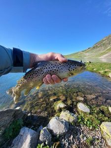 Brown Trout