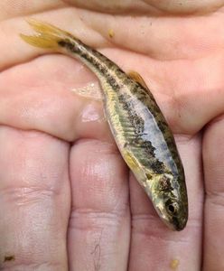 Common Minnow