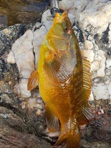 Ballan Wrasse