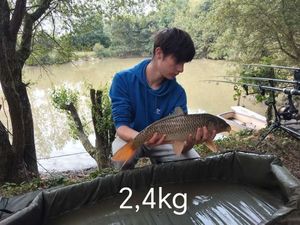 Common Carp