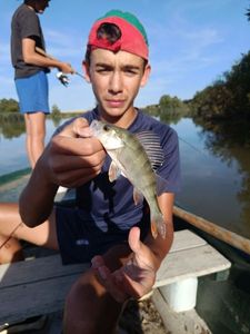 European Perch