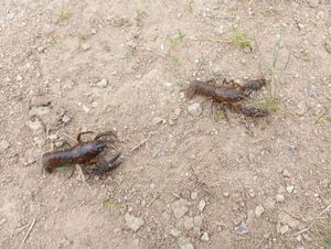 Noble Crayfish