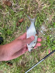 Common Bream