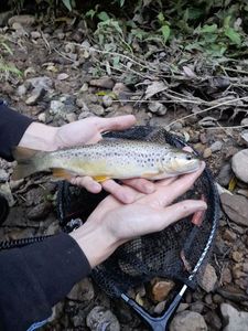 Brown Trout