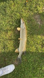 Northern Pike