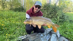 Common Carp
