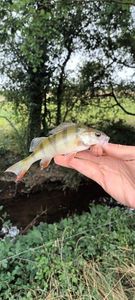 European Perch