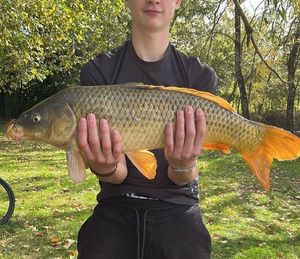 Common Carp