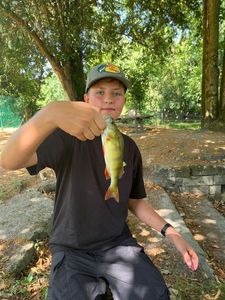 European Perch