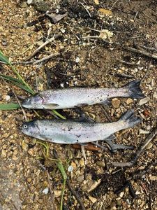 Rainbow Trout