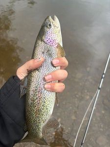 Rainbow Trout