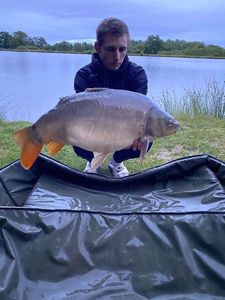 Mirror Carp