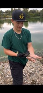 European Eel (Common Eel)