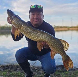 Northern Pike