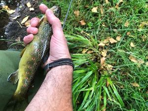 Brown Trout