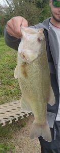 Largemouth Bass