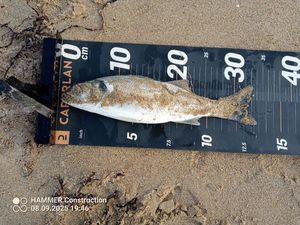 European Bass (Seabass)
