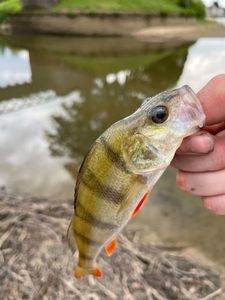 European Perch