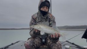 Zander