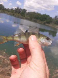 European Perch